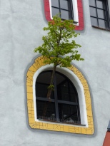 Hundertwasser Schule in Wittenberg Fenster mit Baum